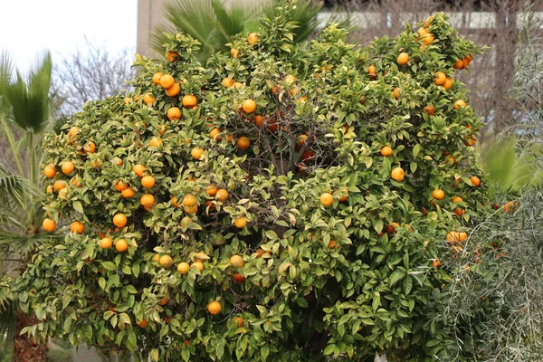 Närbild Apelsinträdet Med Mogen Frukt — Stockfoto