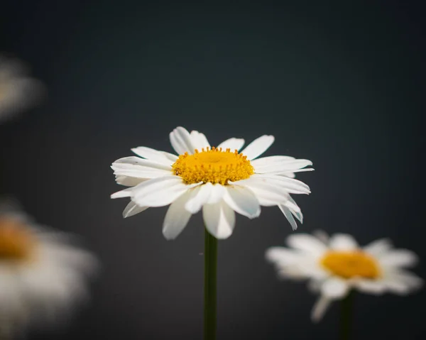 色彩斑斓的花朵的特写 背景模糊 — 图库照片