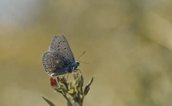 나비의 아름다운 — 스톡 사진