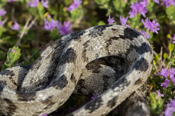 Detail European Cat Snake Soosan Snake Telescopus Fallax Skin Scale — стокове фото