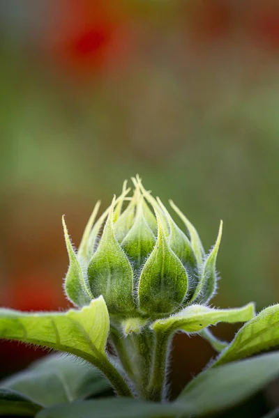 Disparo Vertical Capullo Girasol Verde Con Ramita Pulga — Foto de Stock