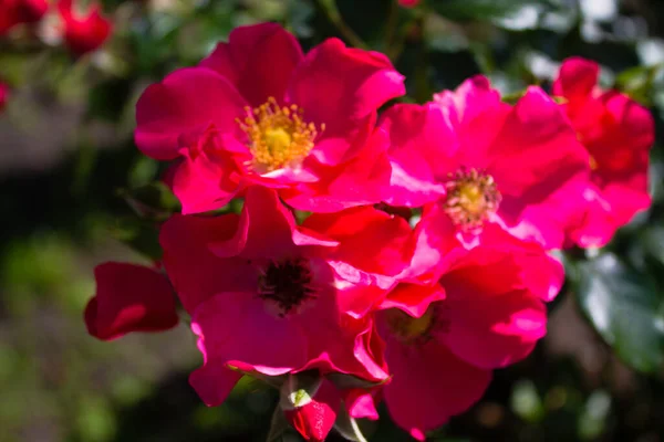 Kvetoucí Růžové Růže Zahradě Slunečními Paprsky — Stock fotografie