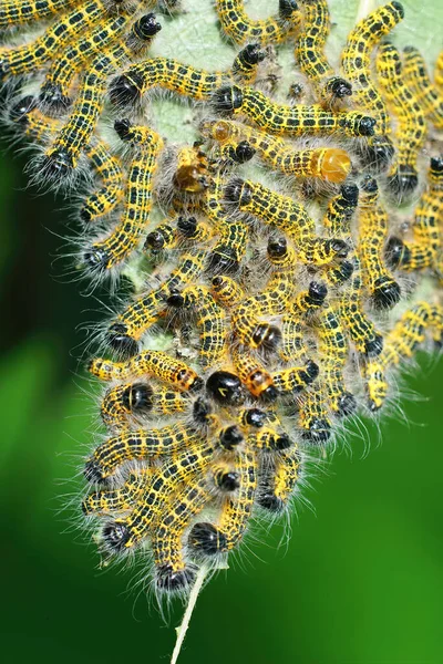 Detailní Záběr Chlupatou Žlutou Housenku Motýla Phalera Bucephala Zahradě — Stock fotografie