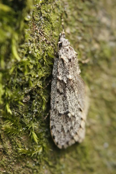 Closeup Male March Dagger Moth Diurnea Fagella Hanging Piece Bark — Stock Photo, Image