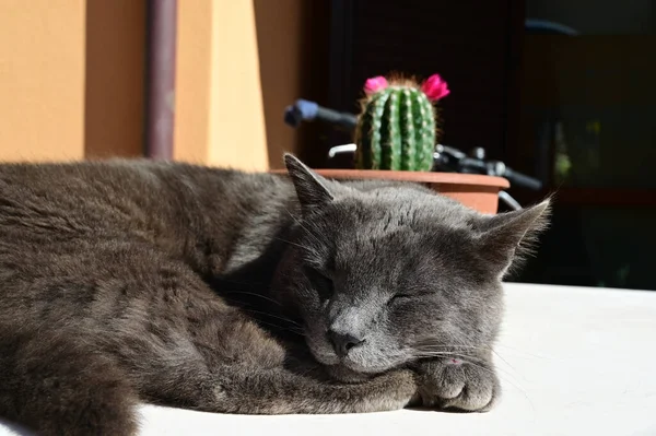 後ろにサボテンがあるテーブルの上で寝ている灰色の猫のクローズアップ — ストック写真