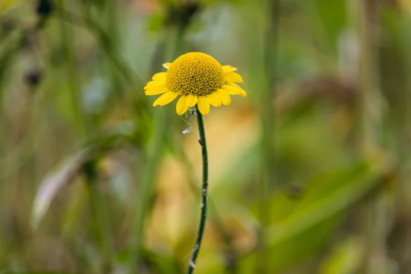 Nahaufnahme Einer Schönen Kamille Auf Einer Wiese — Stockfoto