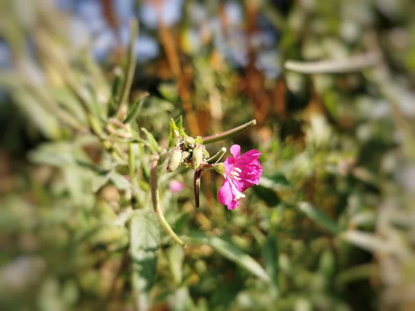 毛茸茸的柳树的特写镜头 绒毛膜Epilobium Hirsutum Guadalix Sierra 西班牙 — 图库照片