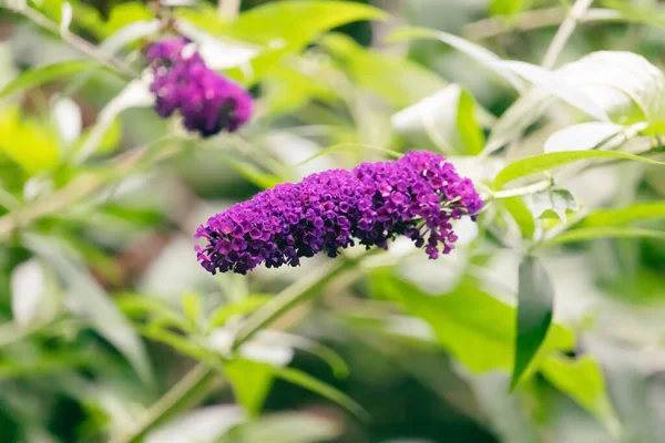 Zbliżenie Ujęcia Krzaka Motyla Buddleja Kwitnąca Roślina Sunlight — Zdjęcie stockowe