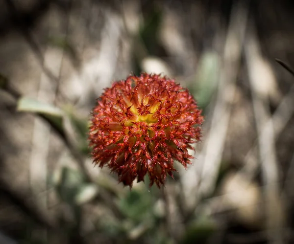 Eine Nahaufnahme Einer Banksia Blume Einem Garten — Stockfoto