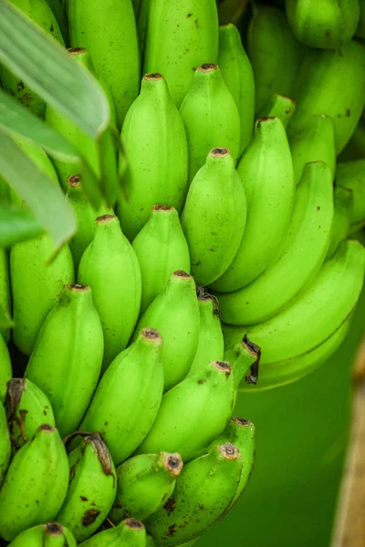 緑のバナナの山の垂直ショット — ストック写真