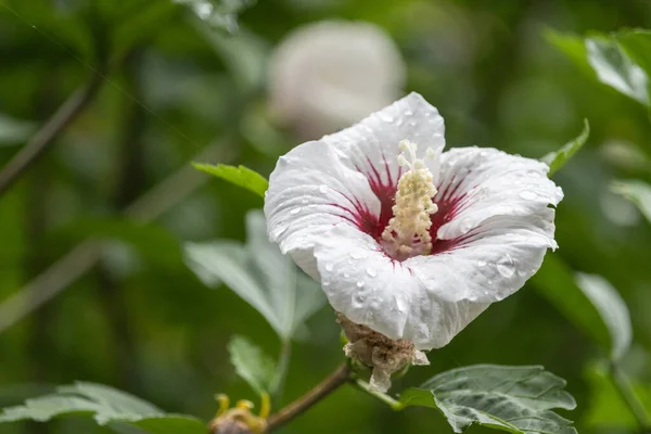 Closeup Shot Water Droplets Delicate Hawaiian Hibiscus Flower Drizzle — Stock Photo, Image