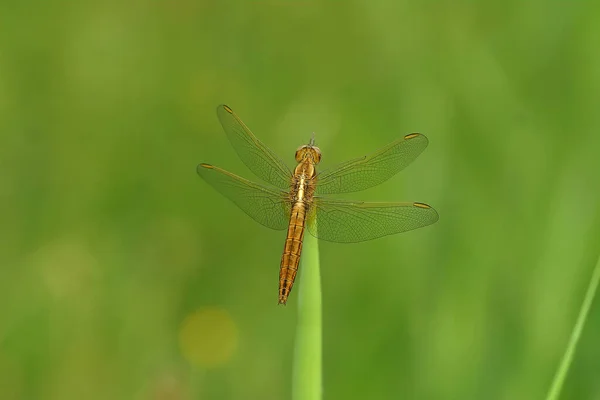 Närbild Kvinnlig Bred Scarlet Trollslända Crocothemis Erythraea Med Öppna Vingar — Stockfoto