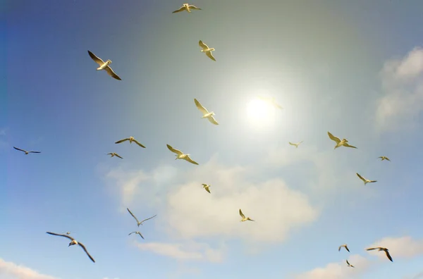 Low Angle Shot Seagulls Flying Sunlight — Stock Photo, Image