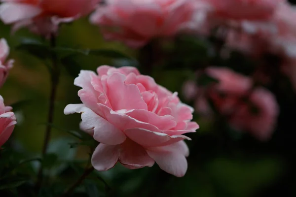 Detailní Záběr Barevné Květiny Rozmazaným Pozadím — Stock fotografie