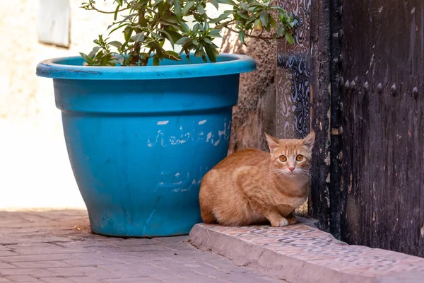 Een Close Shot Van Een Schattige Gember Kat Zit Kijken — Stockfoto