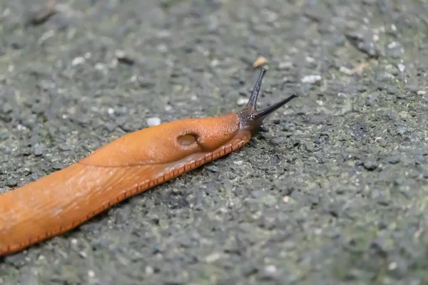 Closeup Shot Snail Ground — Stock Photo, Image