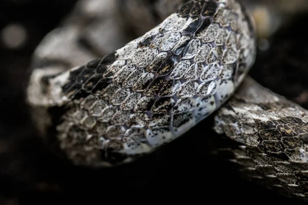 Részlet Európai Macskakígyó Vagy Soosan Snake Telescopus Fallax Bőr Skála — Stock Fotó