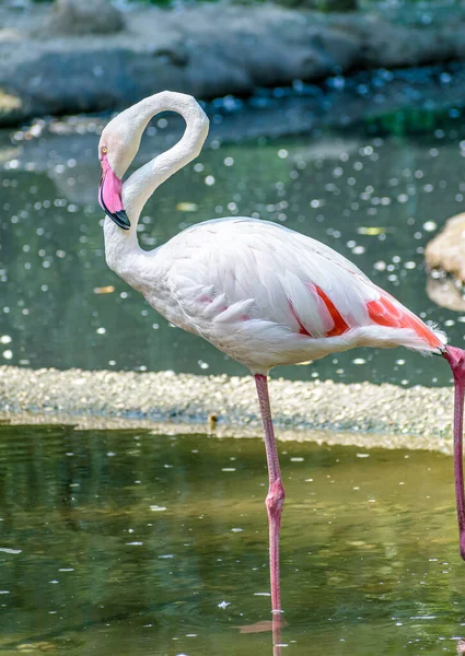 Plan Vertical Flamant Rose Sur Lac — Photo