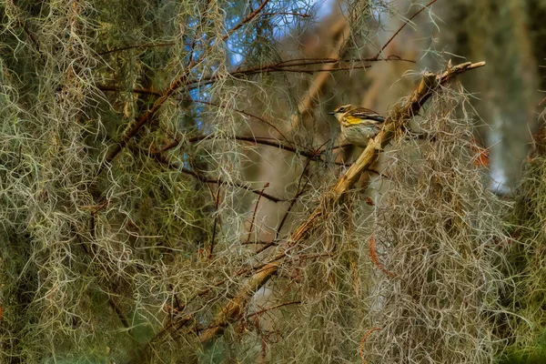 野生の木の枝の上に立つ小さな美しい黄色のランプされたウグイスの鳥 — ストック写真