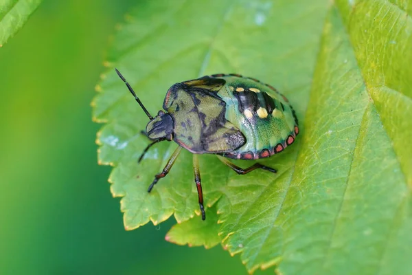 Close Van Een Kleurrijke Groene Nimf Van Zuidelijke Groene Stinkwants — Stockfoto