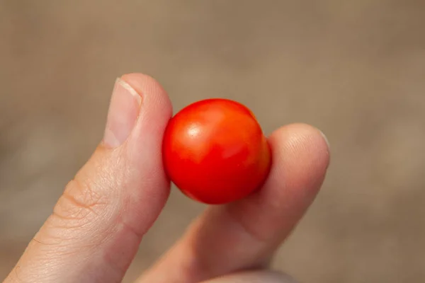 Tomate Cereza Rojo Pequeño Orgánico Las Manos Hombre — Foto de Stock