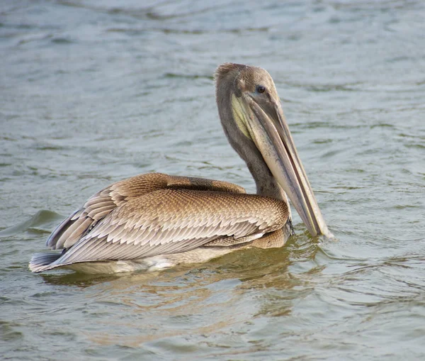 Pélican Brun Nageant Dans Lac Jour — Photo