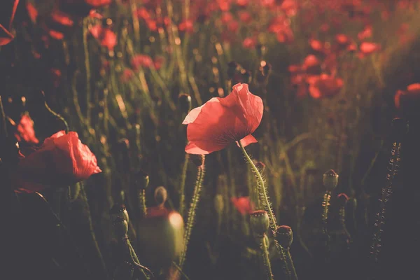 Крупним Планом Червоні Дикі Маки Цвітуть Полі Під Сонячним Світлом — стокове фото
