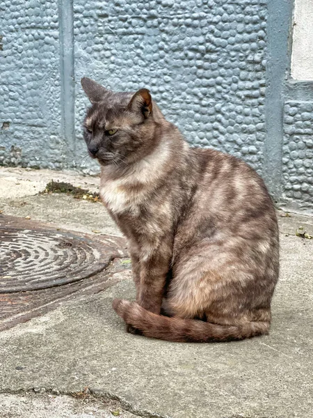 Eine Vertikale Aufnahme Einer Grünäugigen Katze Auf Der Straße — Stockfoto