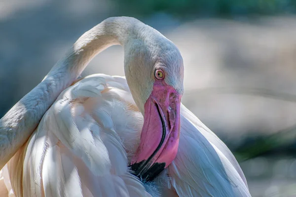 Closeup Shot Flamingo Head — Stock Photo, Image