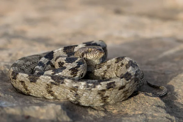 Egy Európai Macska Kígyó Vagy Soosan Snake Telescopus Fallax Összegömbölyödve — Stock Fotó