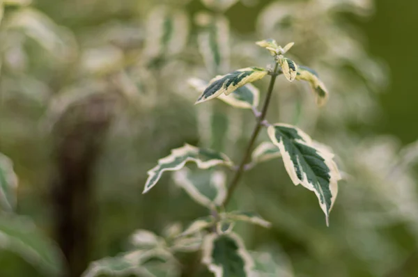 Zbliżenie Ujęcia Rośliny Caryopteris Rosnącej Lesie — Zdjęcie stockowe