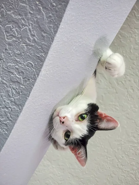 Ángulo Bajo Adorable Gato Blanco Doméstico Mullido Tendido Pared —  Fotos de Stock