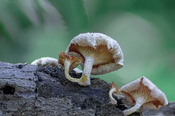 줄기에서 자라는 버섯들 — 스톡 사진