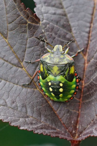 南緑のシールドバグのカラフルな緑のニンフ相の閉鎖 Nezara Virudulaは庭の茶色の葉の上に座っている — ストック写真