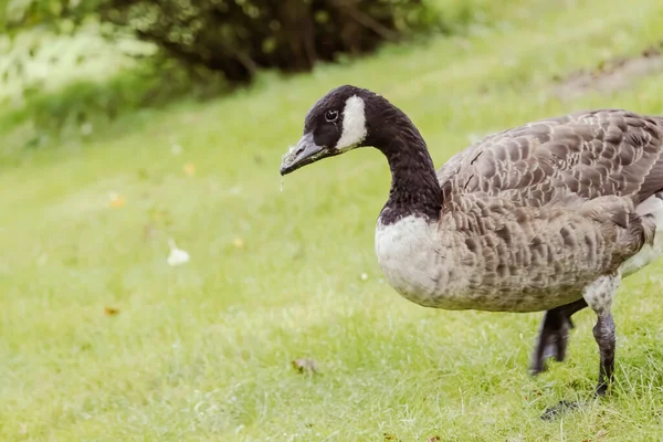 晴れた日に芝生の上で美しいカナダのガチョウ — ストック写真