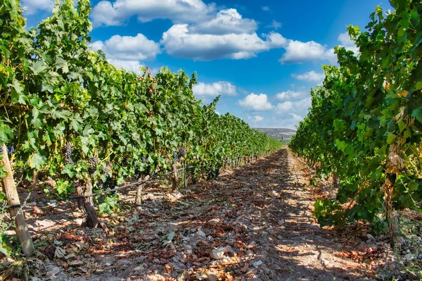Eine Wunderschöne Landschaft Eines Weinbergs Spanien — Stockfoto
