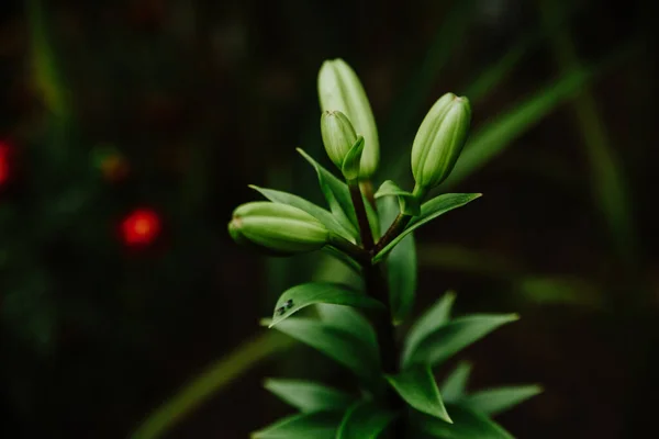 Ένα Κοντινό Πλάνο Του Πράσινου Μπουμπούκια Λουλουδιών Φύλλα Θολή Φόντο — Φωτογραφία Αρχείου