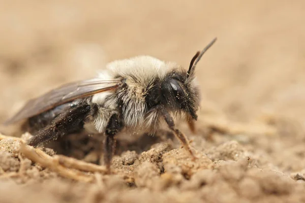 Zbliżenie Samicy Szarej Pszczoły Górniczej Andreny Vaga Siedzącej Ziemi Niewyraźnym — Zdjęcie stockowe