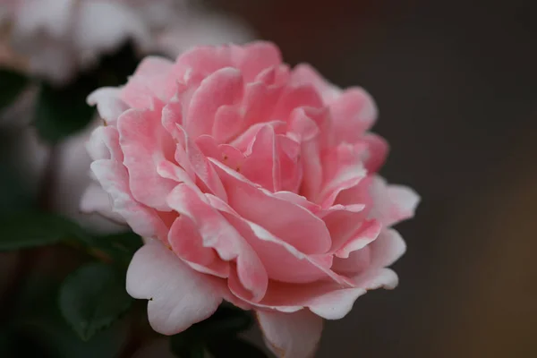 Close Uma Flor Colorida Com Fundo Borrado — Fotografia de Stock