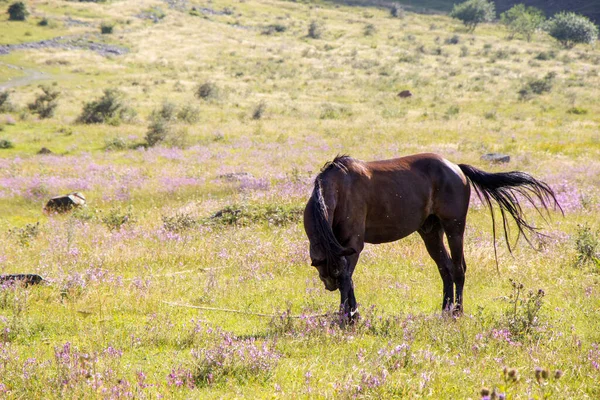 Cavalo Marrom Campo Juta Geórgia — Fotografia de Stock