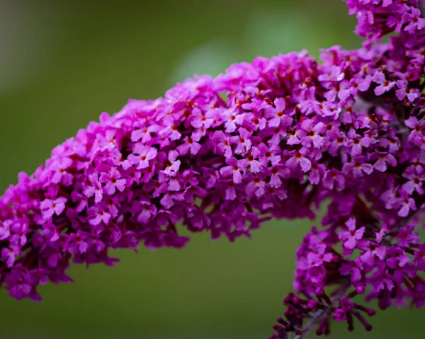Eine Nahaufnahme Einer Bunten Blume Mit Verschwommenem Hintergrund — Stockfoto