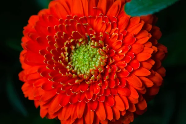 Цветущий Цветок Хризантемы Размытом Фоне Сада — стоковое фото
