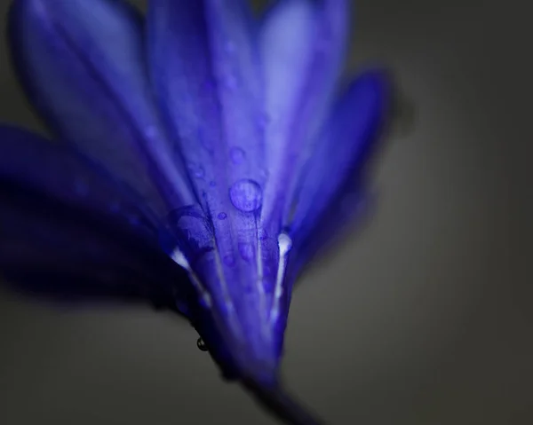 꽃봉오리 — 스톡 사진