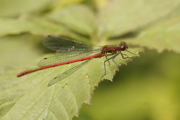 Primer Plano Pequeña Mosca Roja Ceriagrion Tenellum Sentado Sobre Una —  Fotos de Stock