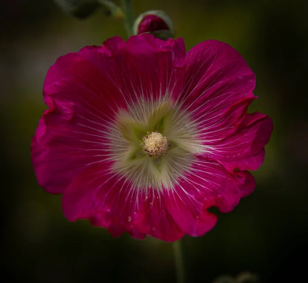 Primer Plano Una Hermosa Flor Hibisco Hawaiano Rosa Jardín — Foto de Stock