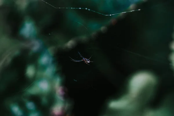 Een Ondiepe Focus Shot Van Een Spin Zijn Web Voorkant — Stockfoto