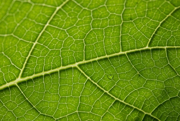 Closeup Shot Green Leaf Texture Royalty Free Stock Photos