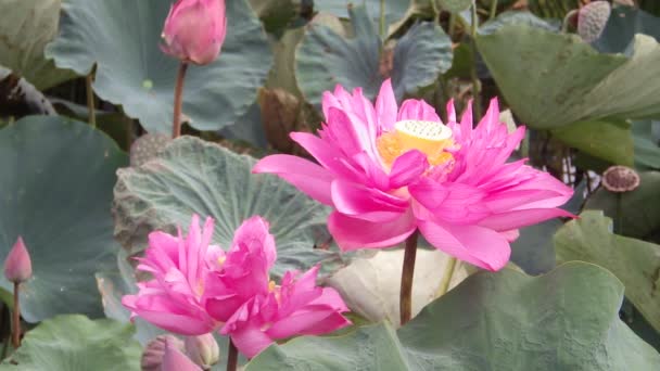 Pink Water Lilly Flowers Close — Stock Video