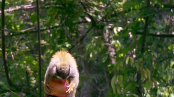 Мавпа Лісі — стокове відео