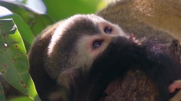 Primer Plano Mono Lindo Naturaleza — Vídeos de Stock